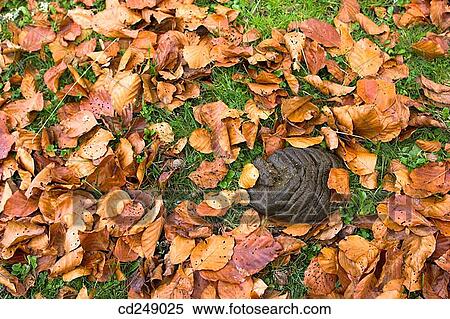 Stock Photography - country, day, detail, excrement, Fallen leaves. Fotosearch