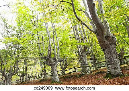 Stock Photo - country, day, detail, forest, nature. Fotosearch
