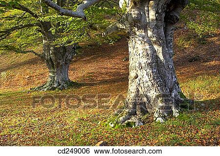 country, day, detail, nature, no people View Large Photo Image Stock Photograph - country, day, detail, nature, no people. Fotosearch