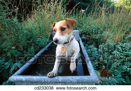 country, Dog breed, dog, day, animal View Large Photo Image Stock Photo - country, Dog breed, dog, day, animal. Fotosearch