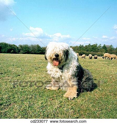 Stock Photo - country, Dog breed, dog, day, animal. Fotosearch