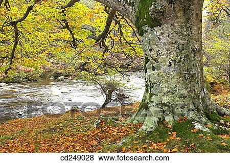 country, flowing, flow, day, autumn View Large Photo Image Stock Photo - country, flowing, flow, day, autumn. Fotosearch