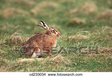 country, grass, fauna, day, animal View Large Photo Image Picture - country, grass, fauna, day, animal. Fotosearch
