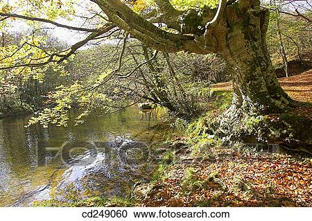 country, nature, forest, day, autumn View Large Photo Image Stock Image - country, nature, forest, day, autumn. Fotosearch