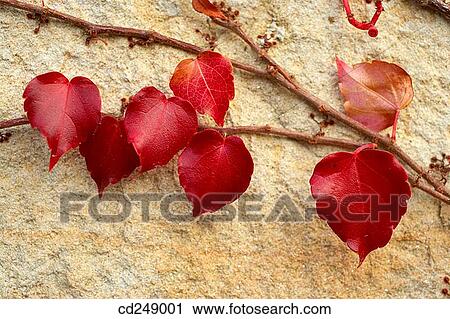Creeper (Parthenocissus trepidata) leaves. Guikuri farmhouse, Murua, Gorbea Natural Park.? lava, Euskadi, Spain View Large Photo Image Stock Image - Creeper (Parthenocissus trepidata) leaves. Guikuri farmhouse, Murua, Gorbea Natural Park.? lava, Euskadi, Spain. Fotosearch