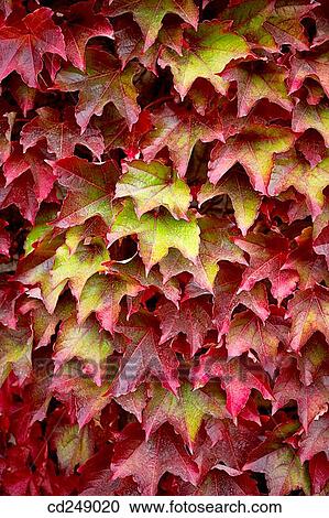 Creeper (Parthenocissus trepidata) leaves. Guikuri farmhouse, Murua, Gorbea Natural Park.? lava, Euskadi, Spain View Large Photo Image Stock Image - Creeper (Parthenocissus trepidata) leaves. Guikuri farmhouse, Murua, Gorbea Natural Park.? lava, Euskadi, Spain. Fotosearch