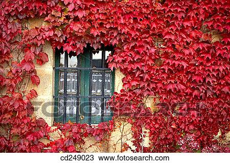 Creeper (Parthenocissus trepidata) leaves. Guikuri farmhouse, Murua, Gorbea Natural Park.? lava, Euskadi, Spain View Large Photo Image Stock Image - Creeper (Parthenocissus trepidata) leaves. Guikuri farmhouse, Murua, Gorbea Natural Park.? lava, Euskadi, Spain. Fotosearch
