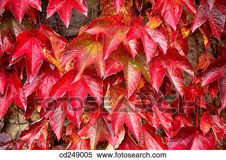 Creeper (Parthenocissus trepidata) leaves. Guikuri farmhouse, Murua, Gorbea Natural Park.? lava, Euskadi, Spain View Large Photo Image Stock Photography - Creeper (Parthenocissus trepidata) leaves. Guikuri farmhouse, Murua, Gorbea Natural Park.? lava, Euskadi, Spain. Fotosearch