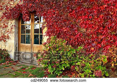 Creeper (Parthenocissus trepidata) leaves. Guikuri farmhouse, Murua, Gorbea Natural Park.? lava, Euskadi, Spain View Large Photo Image Stock Photography - Creeper (Parthenocissus trepidata) leaves. Guikuri farmhouse, Murua, Gorbea Natural Park.? lava, Euskadi, Spain. Fotosearch