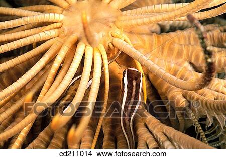 Crinoid clingfish (Discotrema crinophila) View Large Photo Image Picture - Crinoid clingfish (Discotrema crinophila). Fotosearch