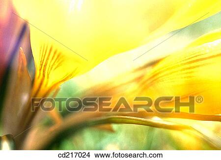 Crocus (Crocus sp. ) View Large Photo Image Picture - Crocus (Crocus sp. ). Fotosearch