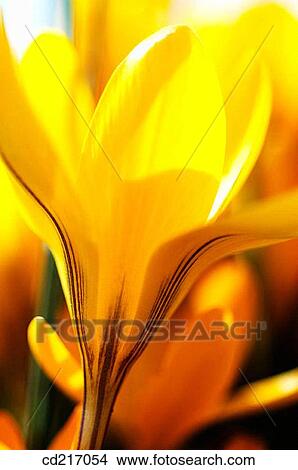 Crocus (Crocus sp. ) View Large Photo Image Picture - Crocus (Crocus sp. ). Fotosearch