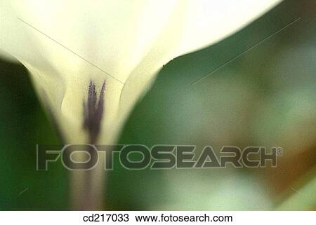Crocus (Crocus sp. ) View Large Photo Image Stock Image - Crocus (Crocus sp. ). Fotosearch