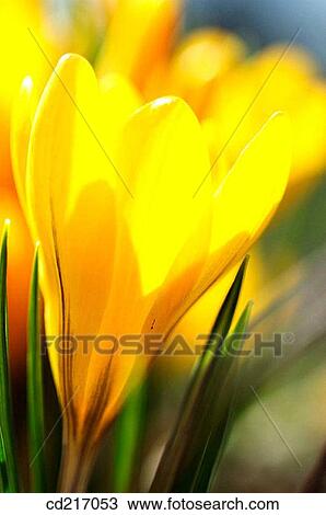 Crocus (Crocus sp. ) View Large Photo Image Stock Image - Crocus (Crocus sp. ). Fotosearch