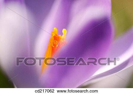 Stock Image - Crocus (Crocus sp. ). Fotosearch