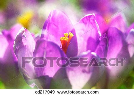 Crocus (Crocus sp. ) View Large Photo Image Stock Photo - Crocus (Crocus sp. ). Fotosearch