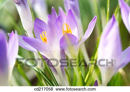 Crocus (Crocus sp. ) View Large Photo Image Stock Photo - Crocus (Crocus sp. ). Fotosearch