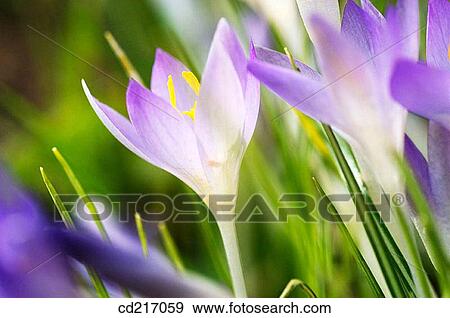 Crocus (Crocus sp. ) View Large Photo Image Stock Photo - Crocus (Crocus sp. ). Fotosearch