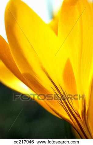 Crocus (Crocus sp. ) View Large Photo Image Stock Photograph - Crocus (Crocus sp. ). Fotosearch