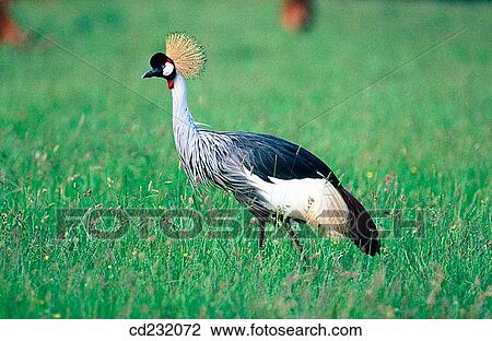 Crowned Crane (Balearica regulorum) View Large Photo Image Stock Image - Crowned Crane (Balearica regulorum). Fotosearch