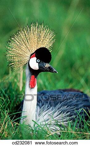 Crowned Crane (Balearica regulorum) View Large Photo Image Stock Image - Crowned Crane (Balearica regulorum). Fotosearch