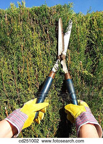 Cutting the hedge View Large Photo Image Stock Image - Cutting the hedge. Fotosearch
