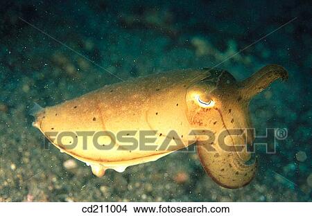 Cuttlefish (Sepia latimanus). Indonesia View Large Photo Image Picture - Cuttlefish (Sepia latimanus). Indonesia. Fotosearch