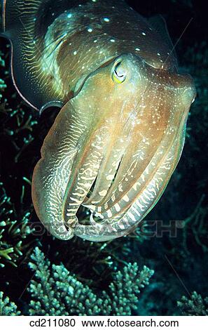 Stock Image - Cuttlefish (Sepia sp. ). Indonesia. Fotosearch
