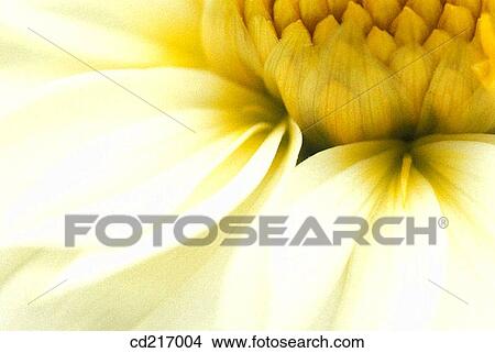 Daisy (Chrysanthemum sp. ) View Large Photo Image Picture - Daisy (Chrysanthemum sp. ). Fotosearch