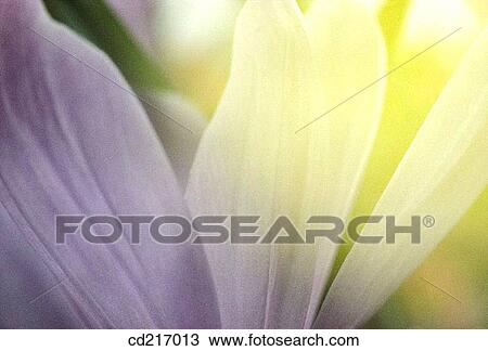 Daisy (Chrysanthemum sp. ) View Large Photo Image Stock Image - Daisy (Chrysanthemum sp. ). Fotosearch