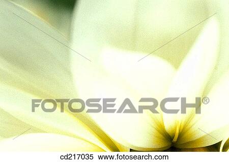 Stock Photography - Daisy (Chrysanthemum sp. ). Fotosearch