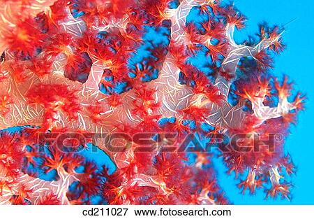 Detail of soft corals (Dendronepthya sp. ). Papua New Guinea View Large Photo Image Stock Photo - Detail of soft corals (Dendronepthya sp. ). Papua New Guinea. Fotosearch
