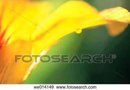 Dew on nasturtium (Tropaeolum majus). Bavaria. Germany View Large Photo Image Stock Photo - Dew on nasturtium (Tropaeolum majus). Bavaria. Germany. Fotosearch