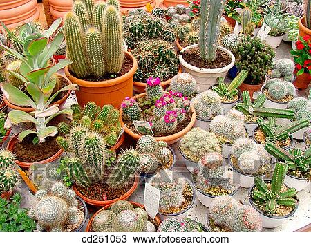 Different cactus (Mammillaria, Echinocereus, Cereus, etc. ) View Large Photo Image Stock Image - Different cactus (Mammillaria, Echinocereus, Cereus, etc. ). Fotosearch