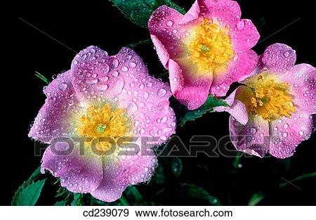 Dog rose (Rosa canina) View Large Photo Image Stock Photo - Dog rose (Rosa canina). Fotosearch