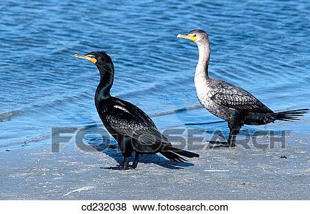 Double-crested Cormorant (Phalacrocorax auritus) View Large Photo Image Stock Photo - Double-crested Cormorant (Phalacrocorax auritus). Fotosearch