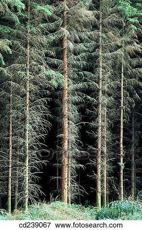Stock Photo - Douglas fir plantation. Fotosearch