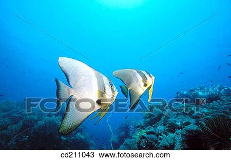 Stock Image - Dusky Batfish (Platax pinnatus). Indonesia. Fotosearch