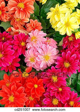 Stock Photo - Dwarf Dahlias (Dahlia hybr. ). Fotosearch
