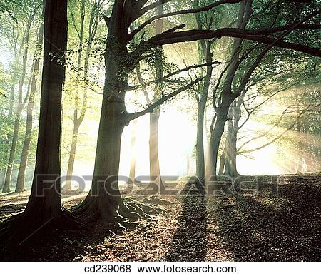 Early autumn morning. Ashridge. Hertfordshire. England View Large Photo Image Stock Photo - Early autumn morning. Ashridge. Hertfordshire. England. Fotosearch