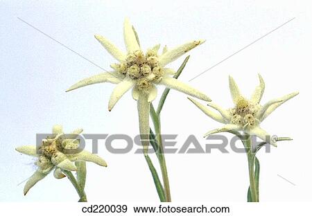 Stock Photo - Edelweiss (Leontopodium alpinum). Fotosearch
