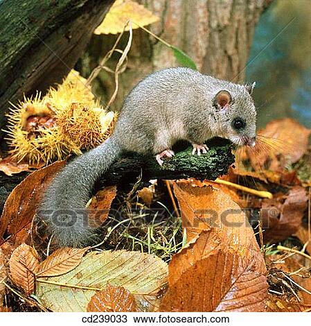 Edible dormouse (Glis glis). Hertfordshire. England View Large Photo Image Stock Image - Edible dormouse (Glis glis). Hertfordshire. England. Fotosearch
