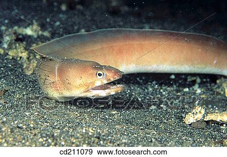 Eel. Indonesia View Large Photo Image Stock Photo - Eel. Indonesia. Fotosearch