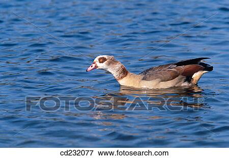 Stock Photo - Egyptian Goose (Alopochen aegyptiacus). Fotosearch