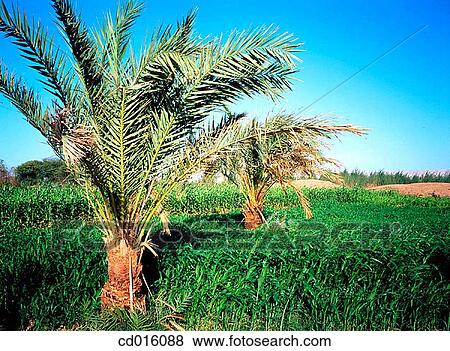 El-Kharga Oasis. Egypt View Large Photo Image Stock Photo - El-Kharga Oasis. Egypt. Fotosearch