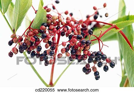 Stock Photography - Elder (Sambucus nigra). Fotosearch