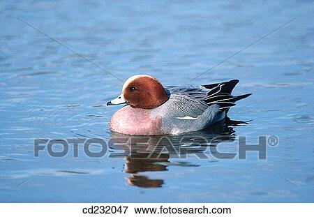 Eurasian Wigeon (Anas penelope) View Large Photo Image Stock Photo - Eurasian Wigeon (Anas penelope). Fotosearch
