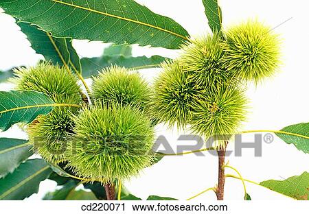 European Chestnut (Castanea sativa) View Large Photo Image Stock Image - European Chestnut (Castanea sativa). Fotosearch
