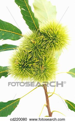 European Chestnut (Castanea sativa) View Large Photo Image Stock Image - European Chestnut (Castanea sativa). Fotosearch