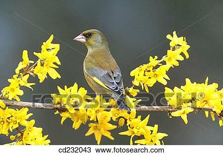 European Greenfinch (Chloris chloris) View Large Photo Image Stock Image - European Greenfinch (Chloris chloris). Fotosearch